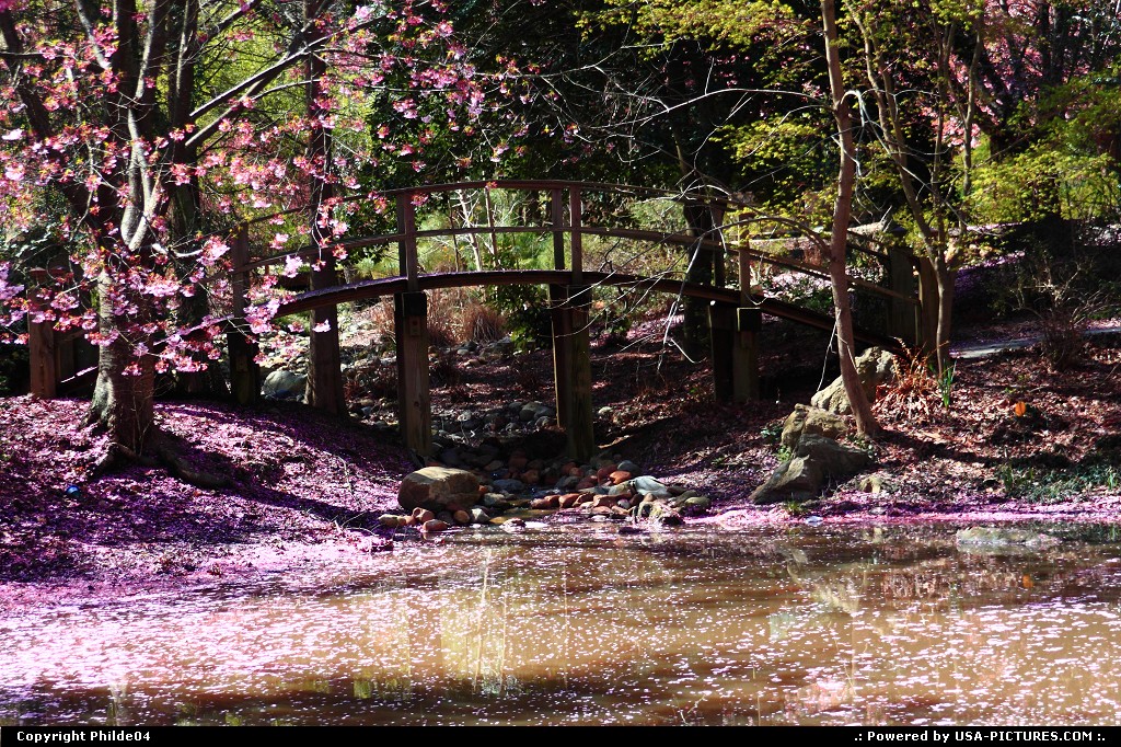 Picture by Philde04: Newport News Virginia   bridge, cherry blossom, water, spring