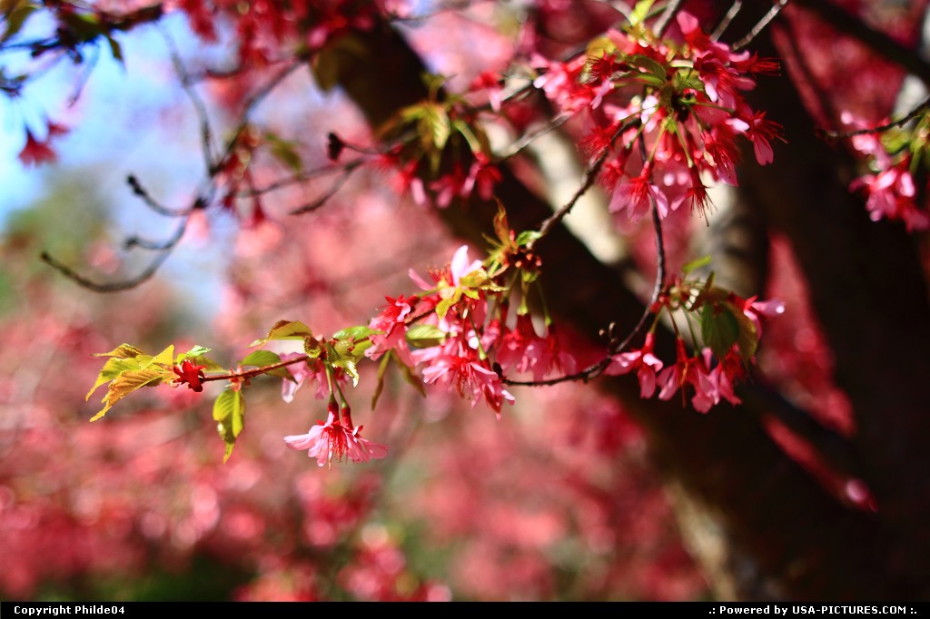 Picture by Philde04: Newport News Virginia   cherry blosssoms, pink