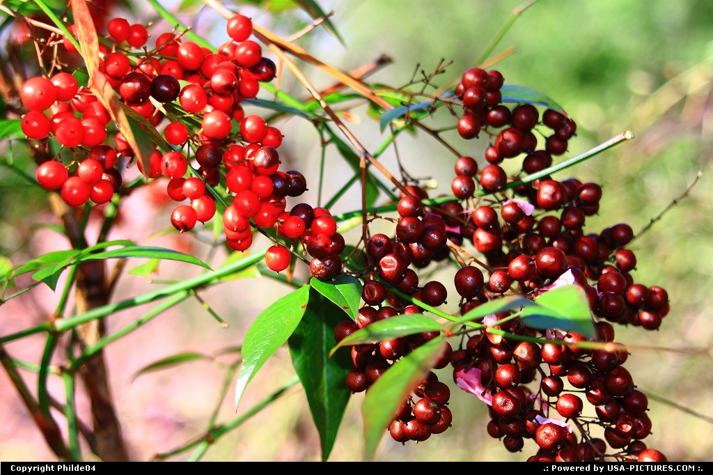 Picture by Philde04: Newport News Virginia   red berries