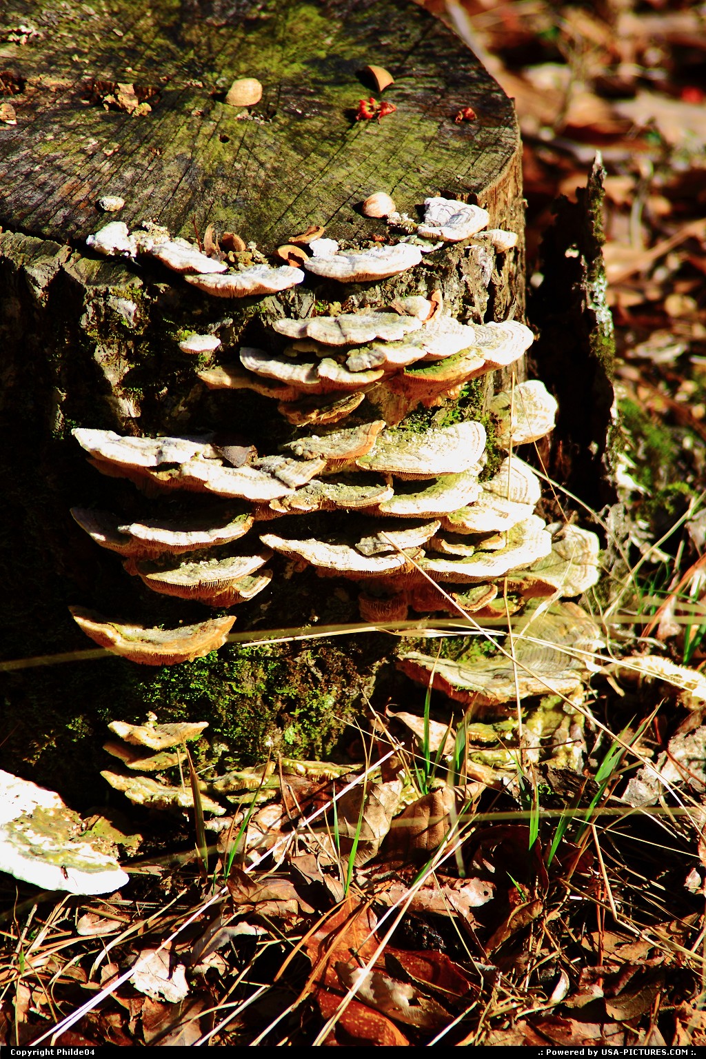 Picture by Philde04: Newport Virginia   mushrooms, tree stump