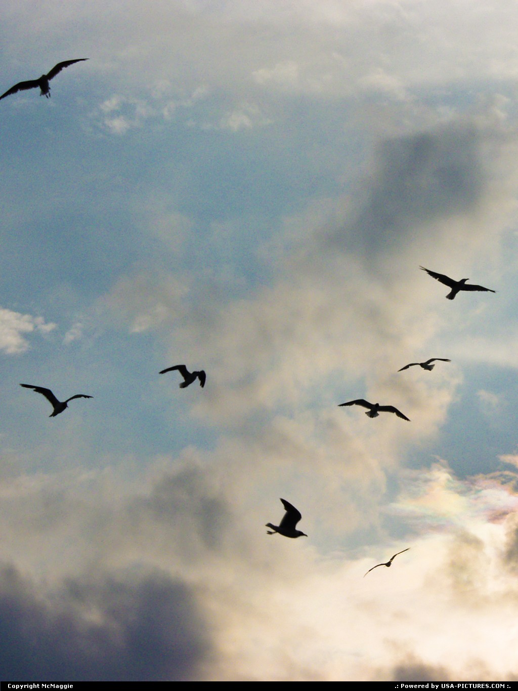 Picture by McMaggie: Virginia Beach Virginia   English, seagulls, clouds, sky