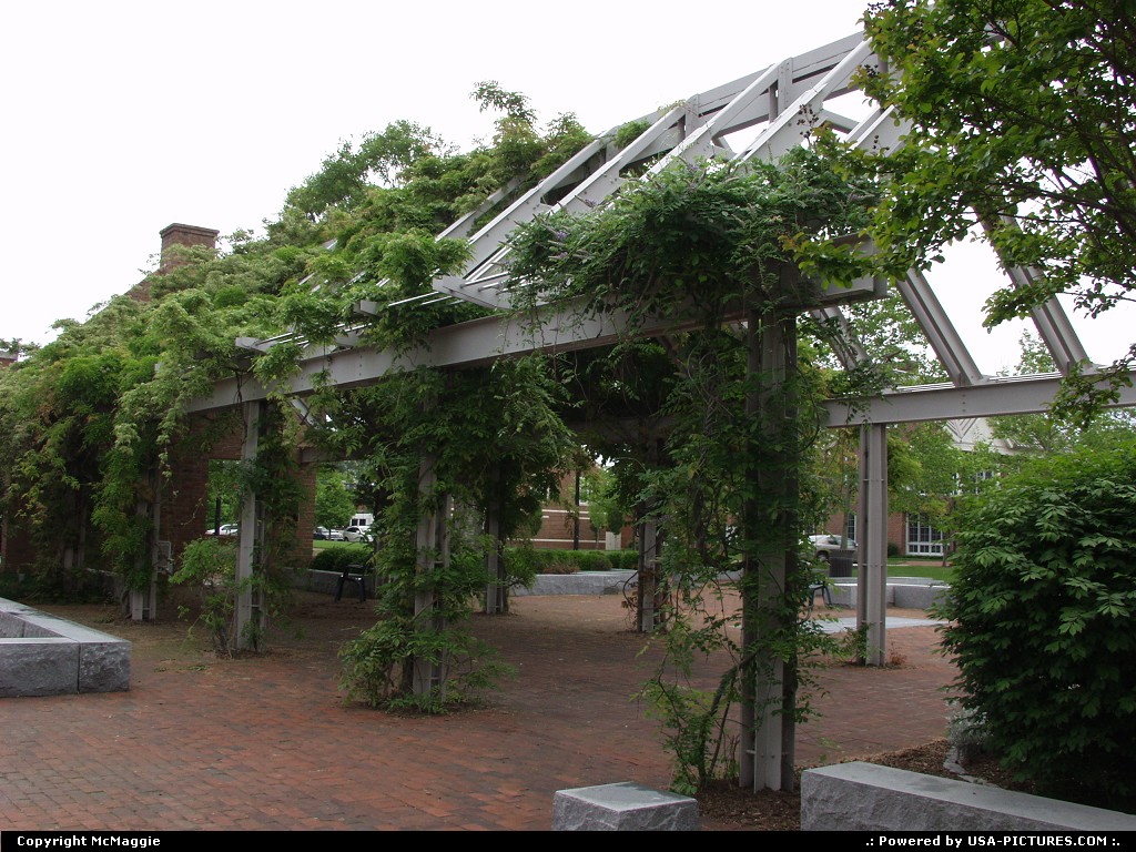 Picture by McMaggie: Williamsburg Virginia   library, arbor, wisteria, courtyard, Williamsburg, Virginia, city buildings, public buildings