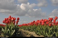 Skyhigh Red Tulips