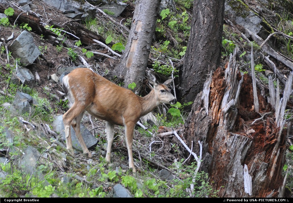 Picture by Brentlee: Mount Vernon Washington   mule deer