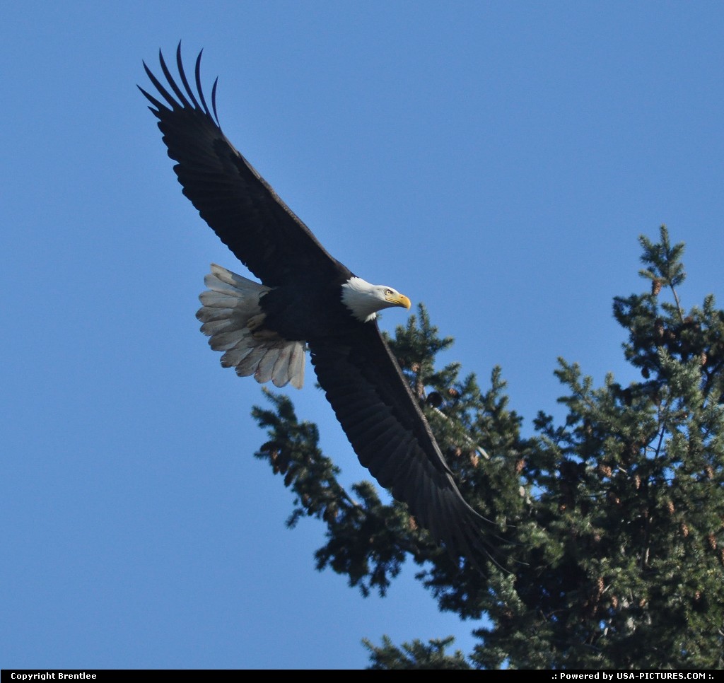 Picture by Brentlee: Mount Vernon Washington   eagles, birds, bald eagles, birds of prey