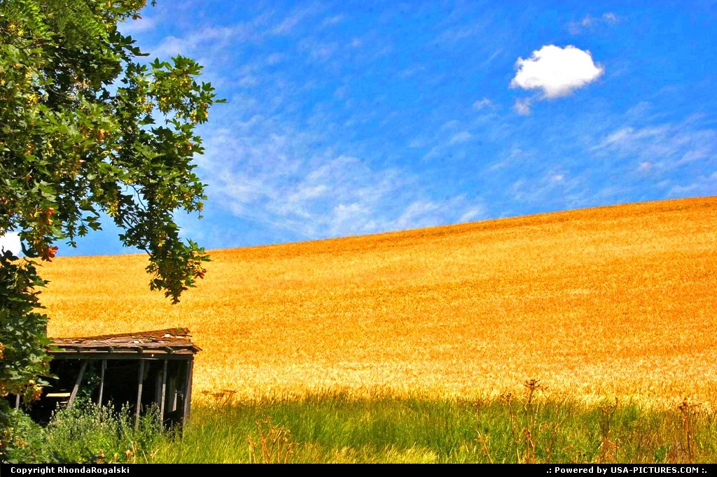 Picture by RhondaRogalski: Pullman Washington   amber, grain, wheat, farm, field, green, blue, washington
