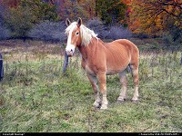 Mount Storm : Very Pretty Horse in a small meadow