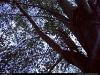 Photo by _Kyra_ | Oceana  sky, blue, tree, up, green, autum, shade