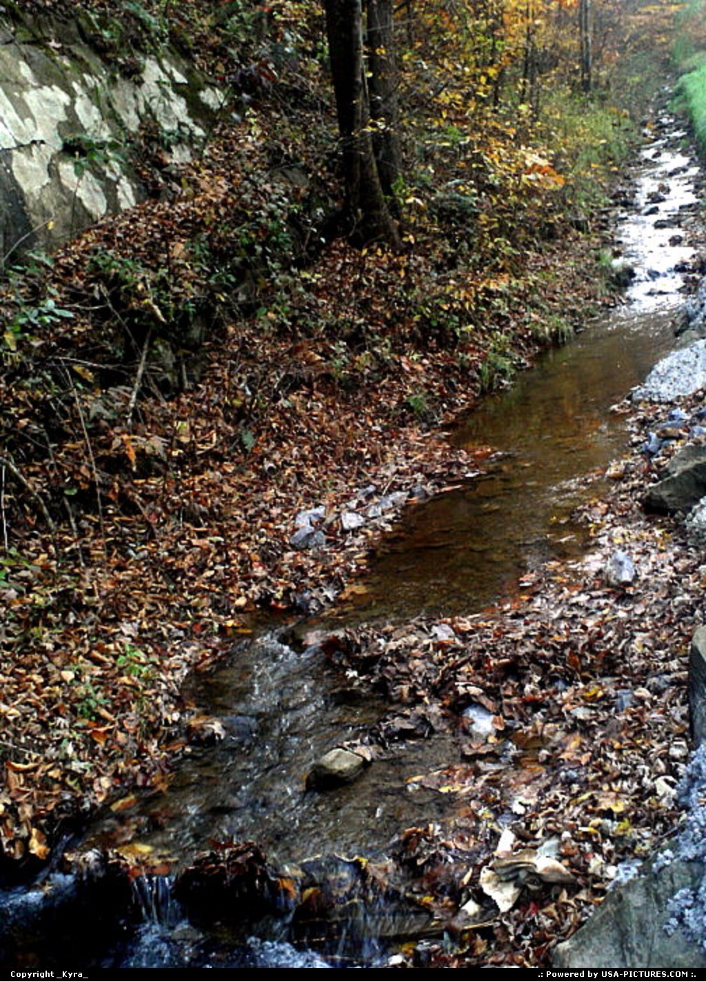 Picture by _Kyra_: Clear Fork W-virginia   stream, leafs, leaves, water, mountain, fall, autum