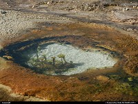 Yellowstone : Interesting details in this natural pool. Looks like mushrooms?