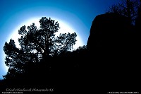 Photo by camocamera | Cody  Tree, Sunrise